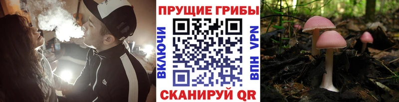 Псилоцибиновые грибы прущие грибы  продажа наркотиков  Навашино 